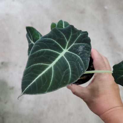 ALOCASIA - ALOCASIA BLACK VELVET - 4"