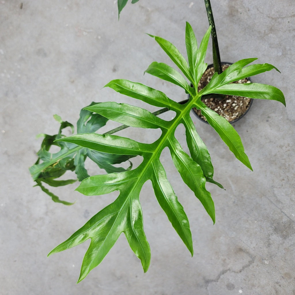 ALOCASIA - ALOCASIA BRANCIFOLIA - 6"