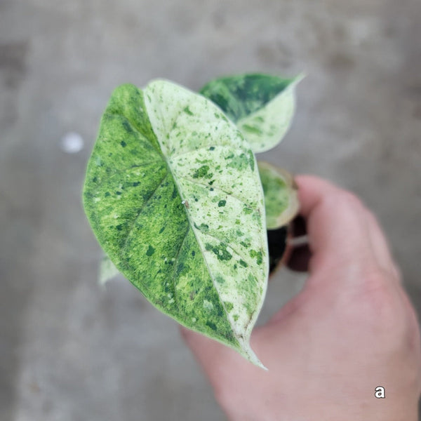 Alocasia Dragon Scale mint var. 2本セット Alocasia dragon scale mint - 2