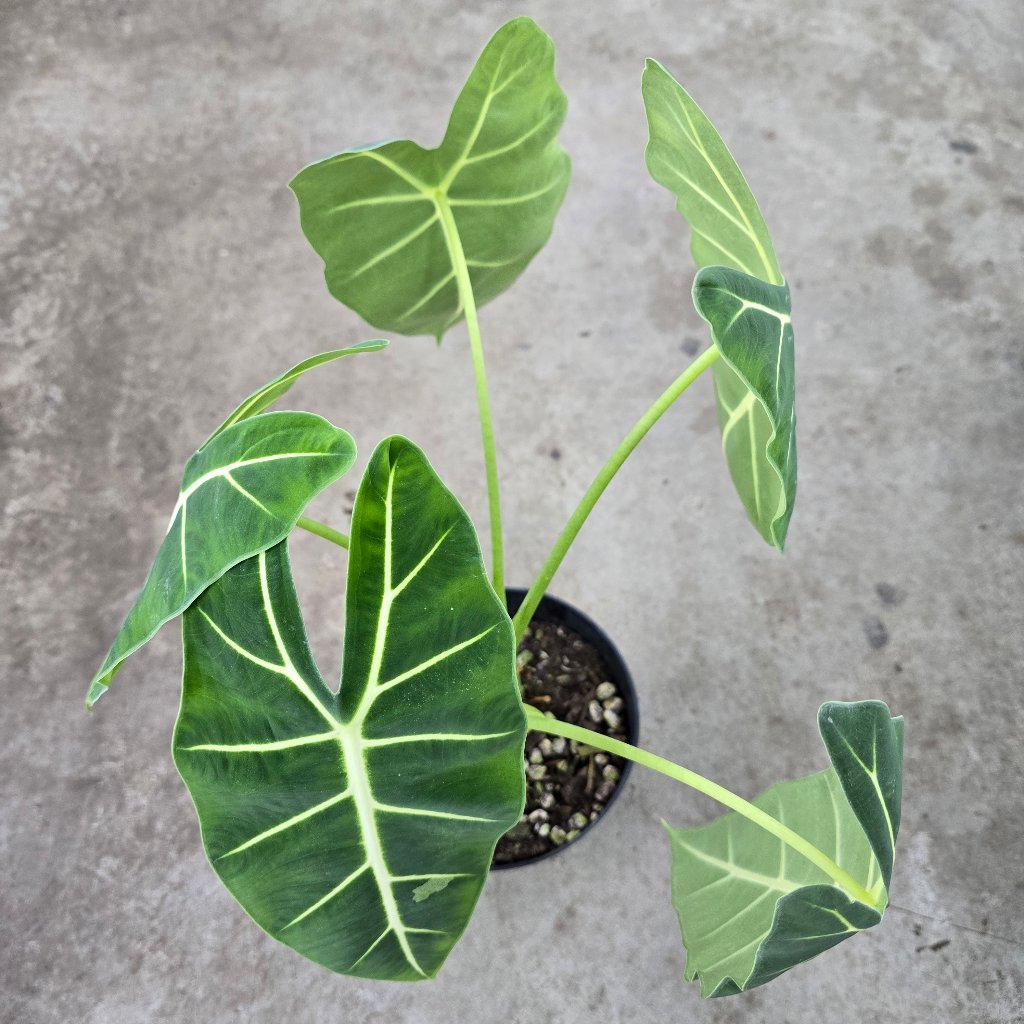 ALOCASIA - Alocasia 'Frydek' - 6"