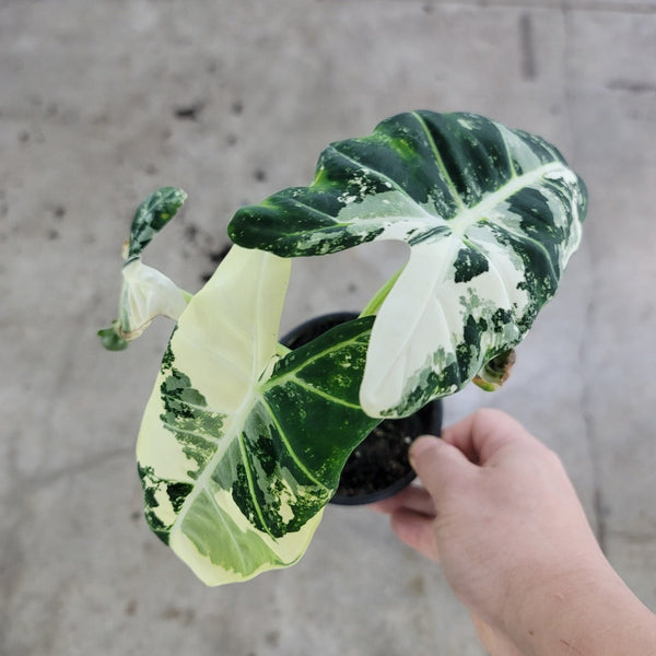 alocasia-alocasia-frydek-