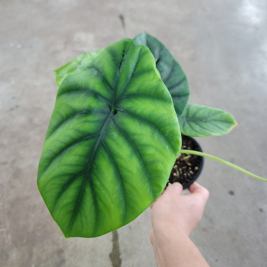 ALOCASIA - Alocasia 'Green Shield' - 4.5"