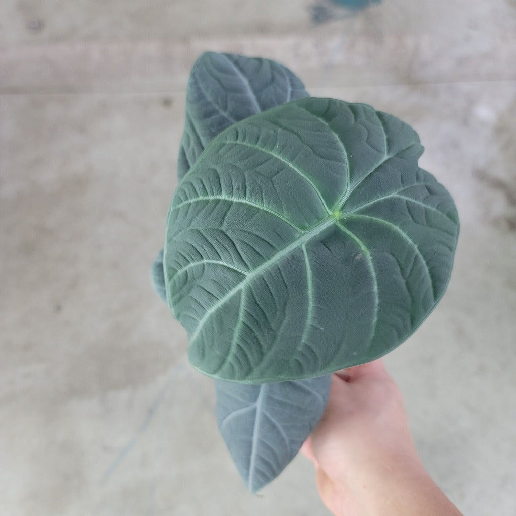 Alocasia 'Maharani' - 4