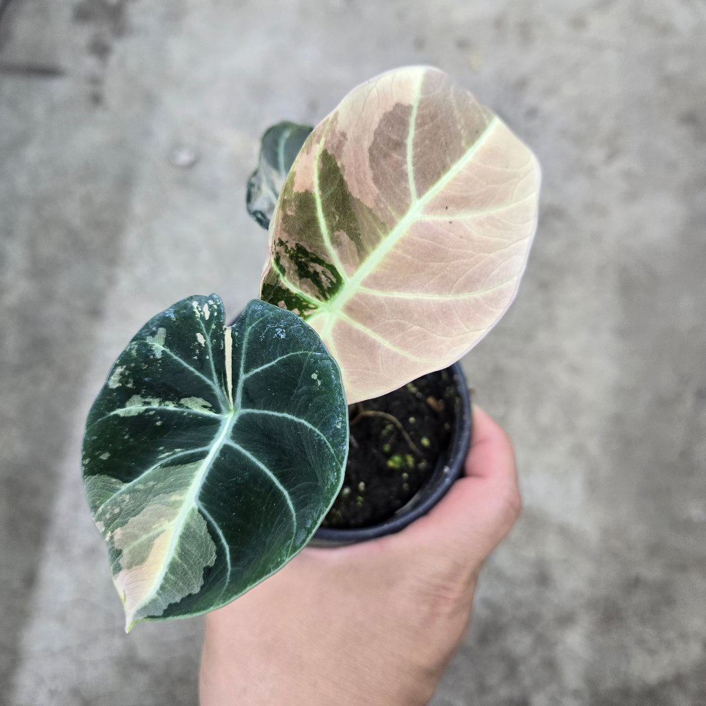 Alocasia reginula 'Black  Velvet Pink Variegata' -4