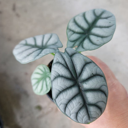 ALOCASIA - ALOCASIA SILVER DRAGON - 4"