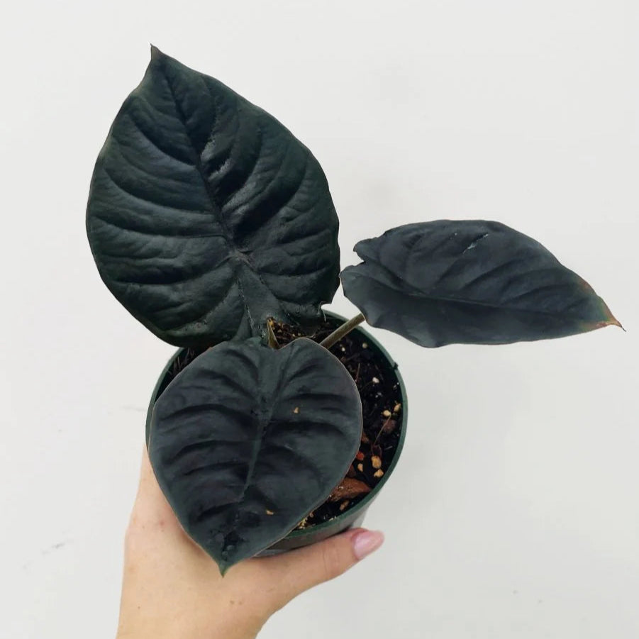 Alocasia infernalis 'Black Panther' - 4