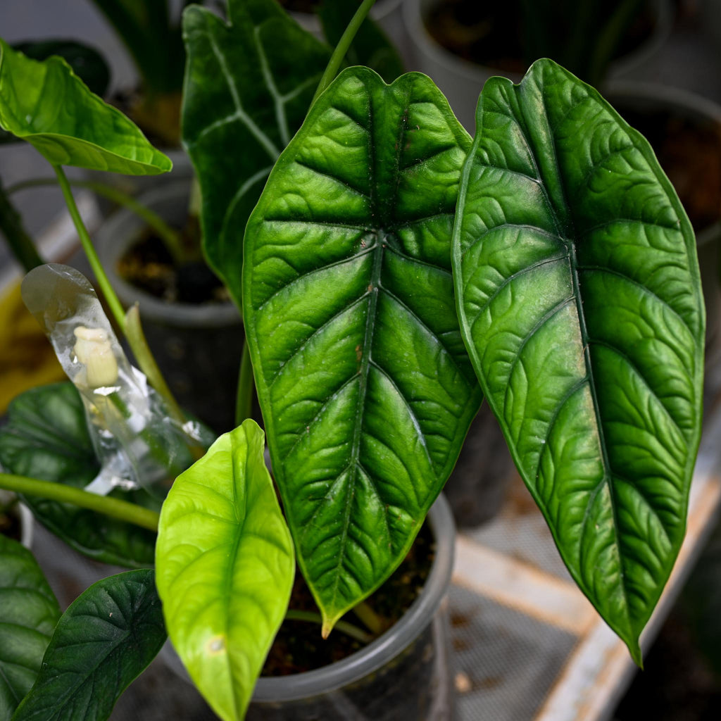 Alocasia Puncak Borneensis - 2"