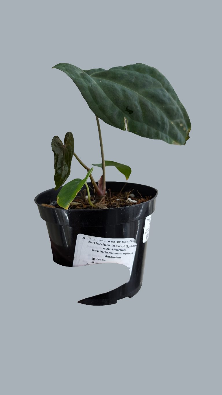 Anthurium 'Ace of Spades' x Anthurium papillilaminum hybrid - 4