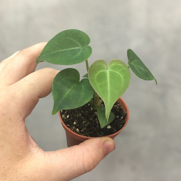 Anthurium clarinervium