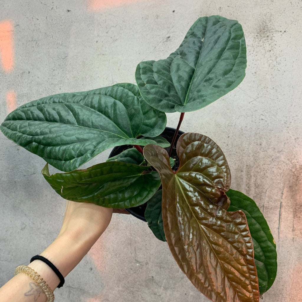 ANTHURIUM - ANTHURIUM LUXURIANS - 6"