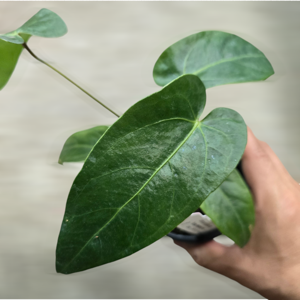 Anthurium nigrolaminum  'Gigi' Hybrid