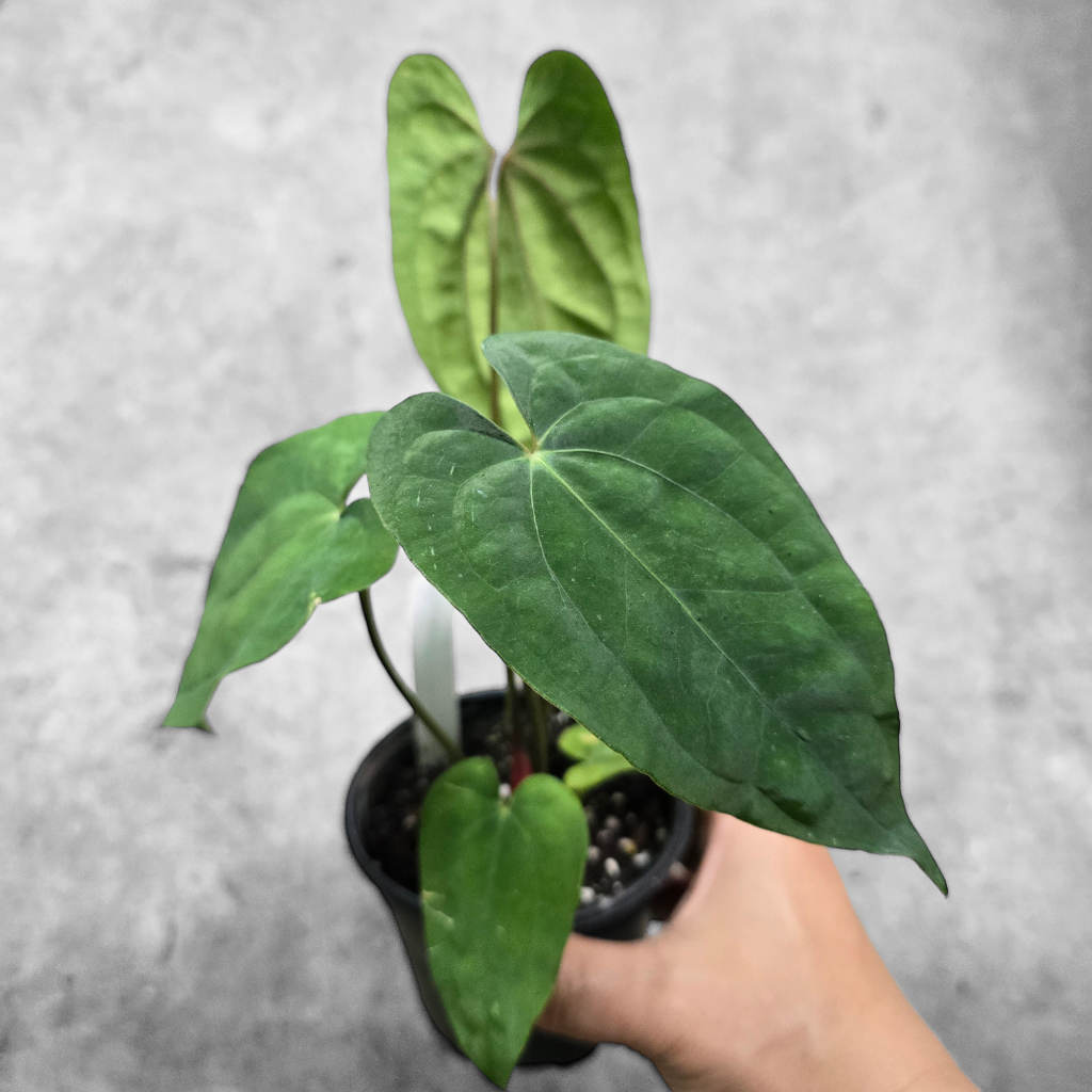 Anthurium papillilaminum x red dark phoenix