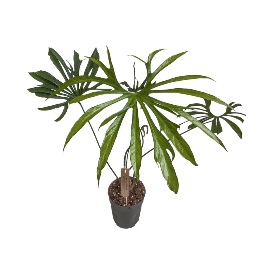 ANTHURIUM - Anthurium Pedatoradiatum - 6"