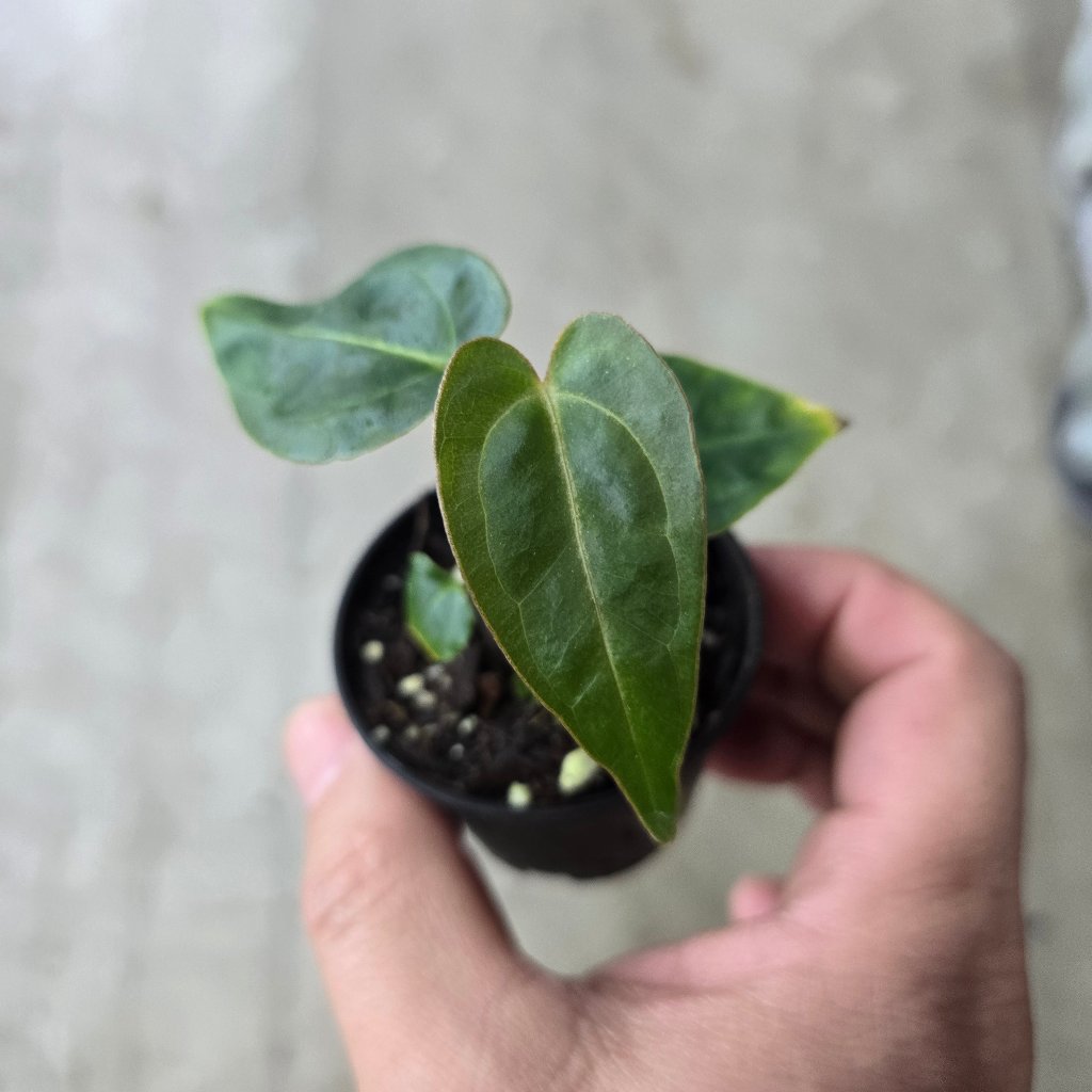 Anthurium 'Red Gungsal' - 2