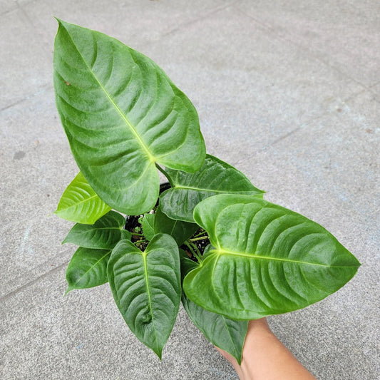 ANTHURIUM - ANTHURIUM VEITCHII - 6"