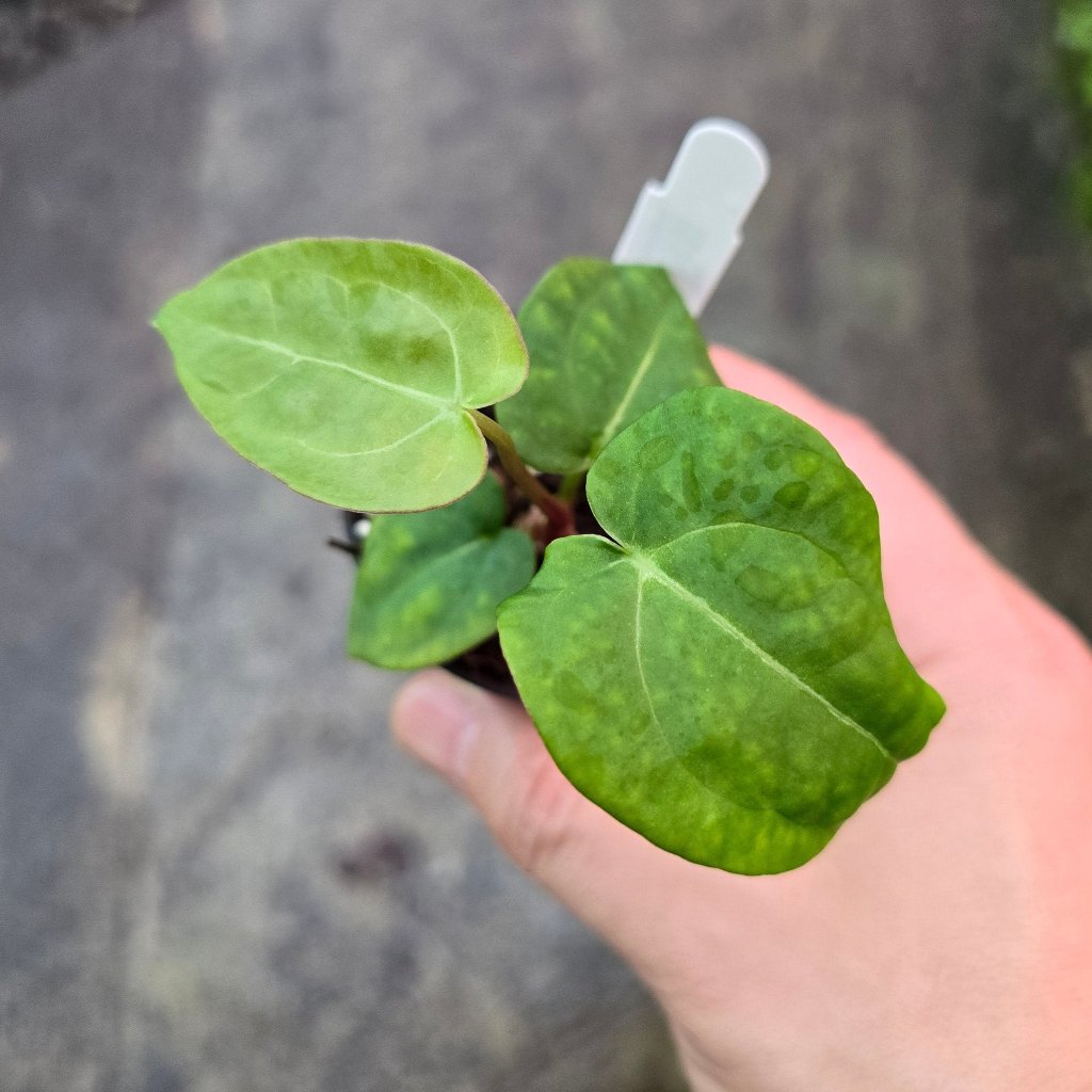 Anthurium 'Ace of Spades' - 2