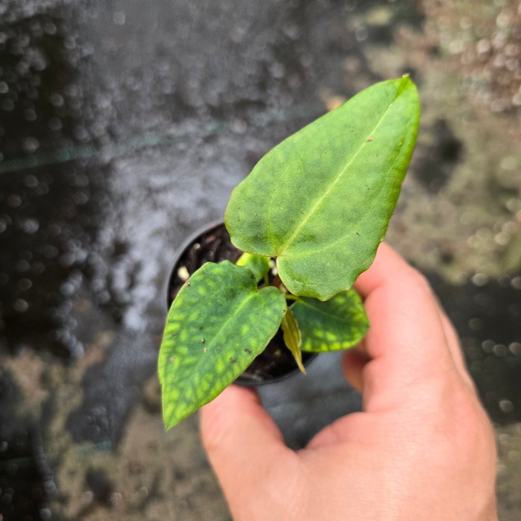 Anthurium papillilaminum ORI - 2