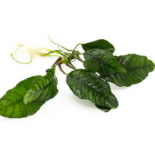 Anubias coffeefolia - Bare Root