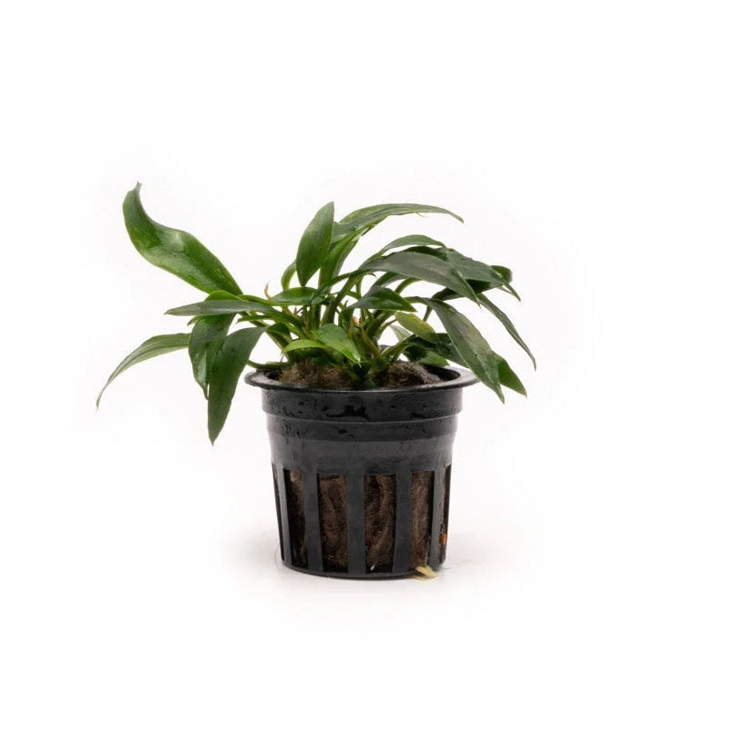Anubias 'Chili Jalepeno'