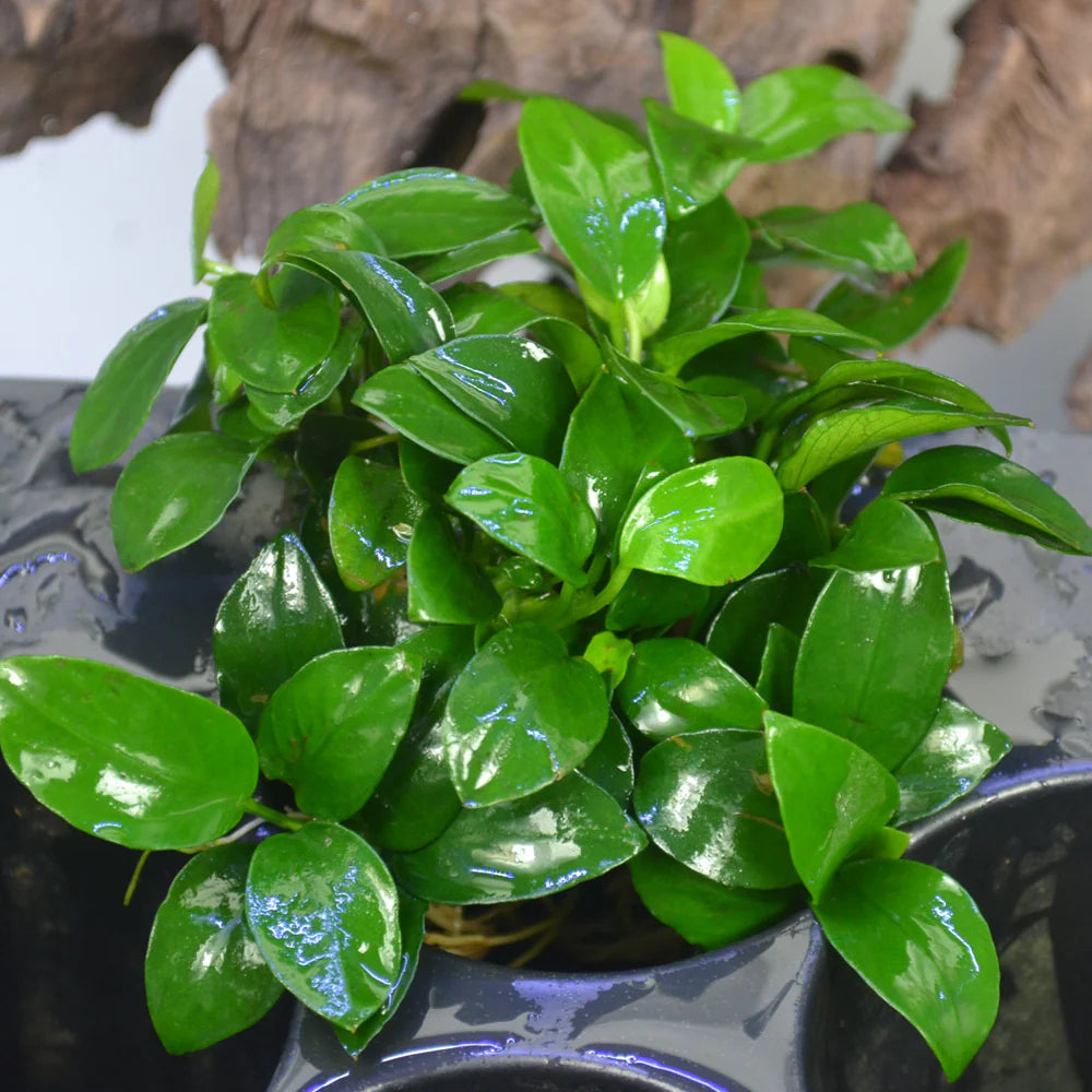 Anubias nana - 2"