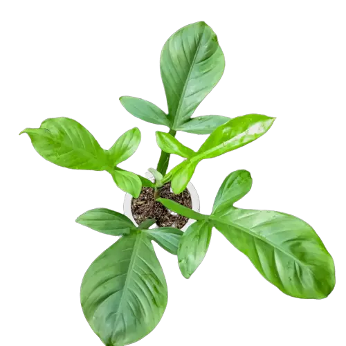 Philodendron applanatum G.M. Barroso - 4"