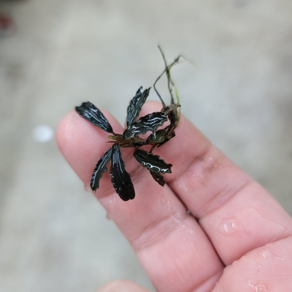 AQUATIC PLANTS - Bucephalandra Sp. Kedakang