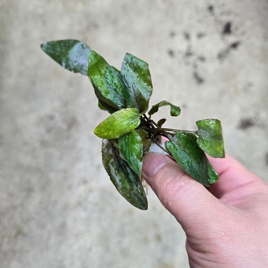 Cryptocoryne tropica