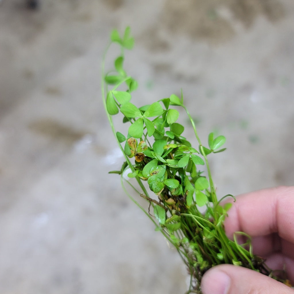 AQUATIC PLANTS - Marsilea Crenata