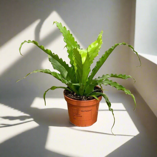 Asplenium antiquum - 6"