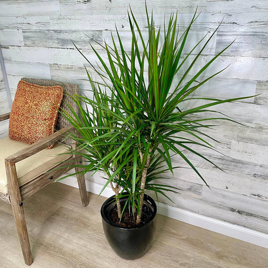 Dracaena Marginata - Cane 8"