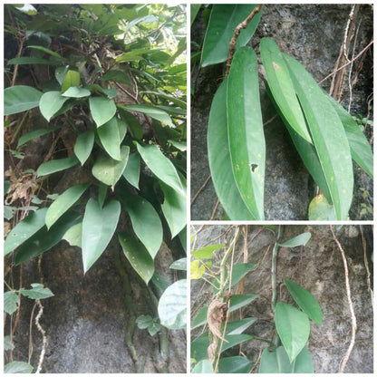 Rhaphidophora hongkongensis - nodes (4+)