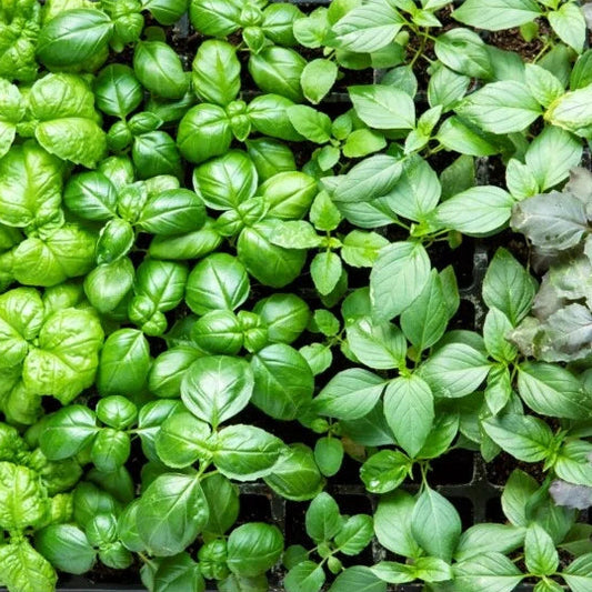 Basil assorted - 3.5"