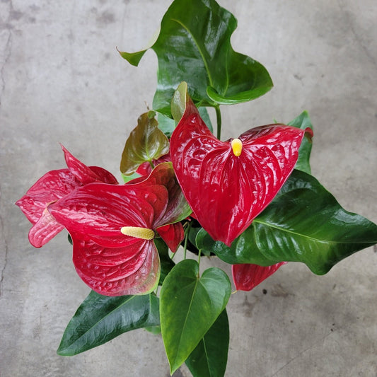 BEGINNER PLANTS - Anthurium Andreanum - Red 6"