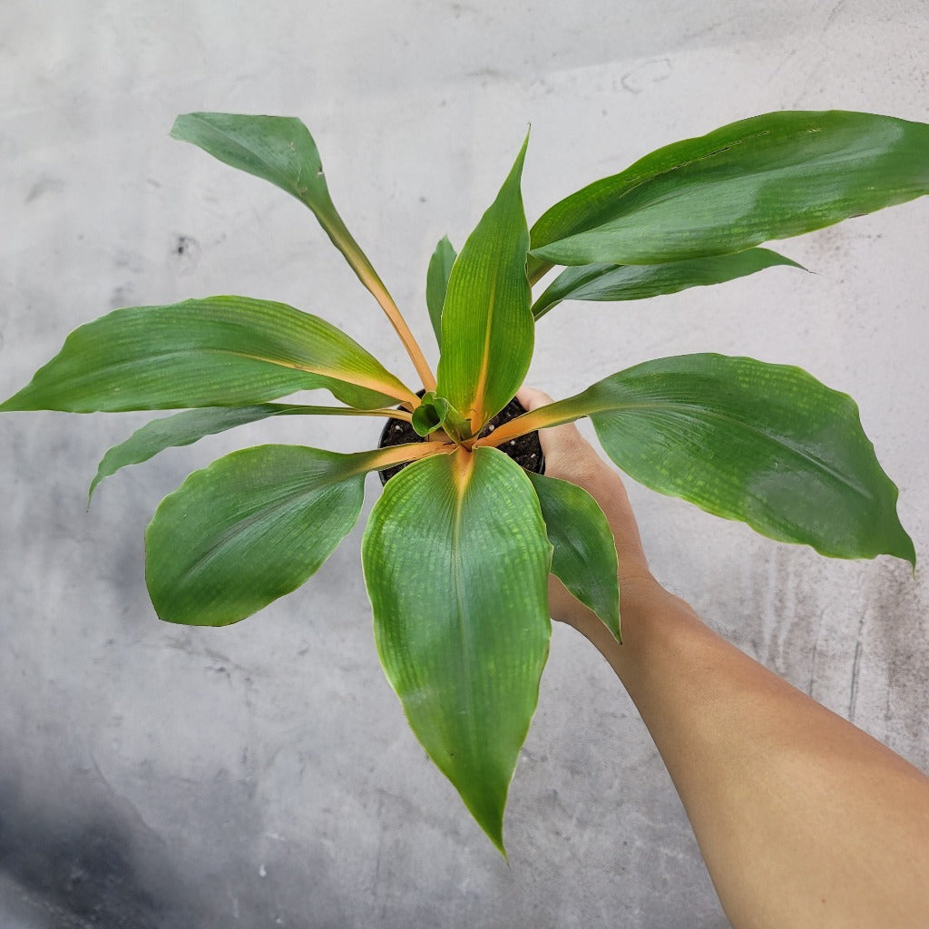 Chlorophytum amaniense 'Orange Mandarin' - 6