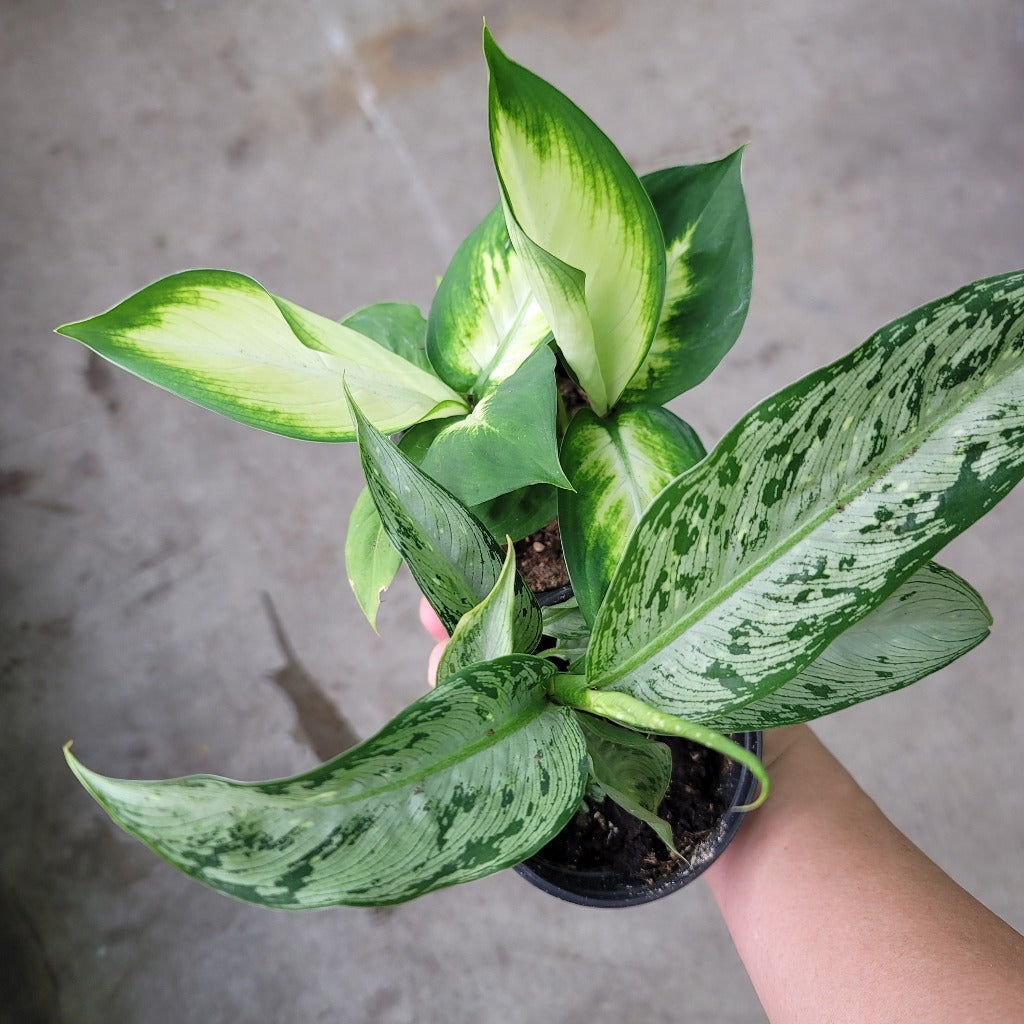 dieffenbachia silver Dieffenbachia assorted