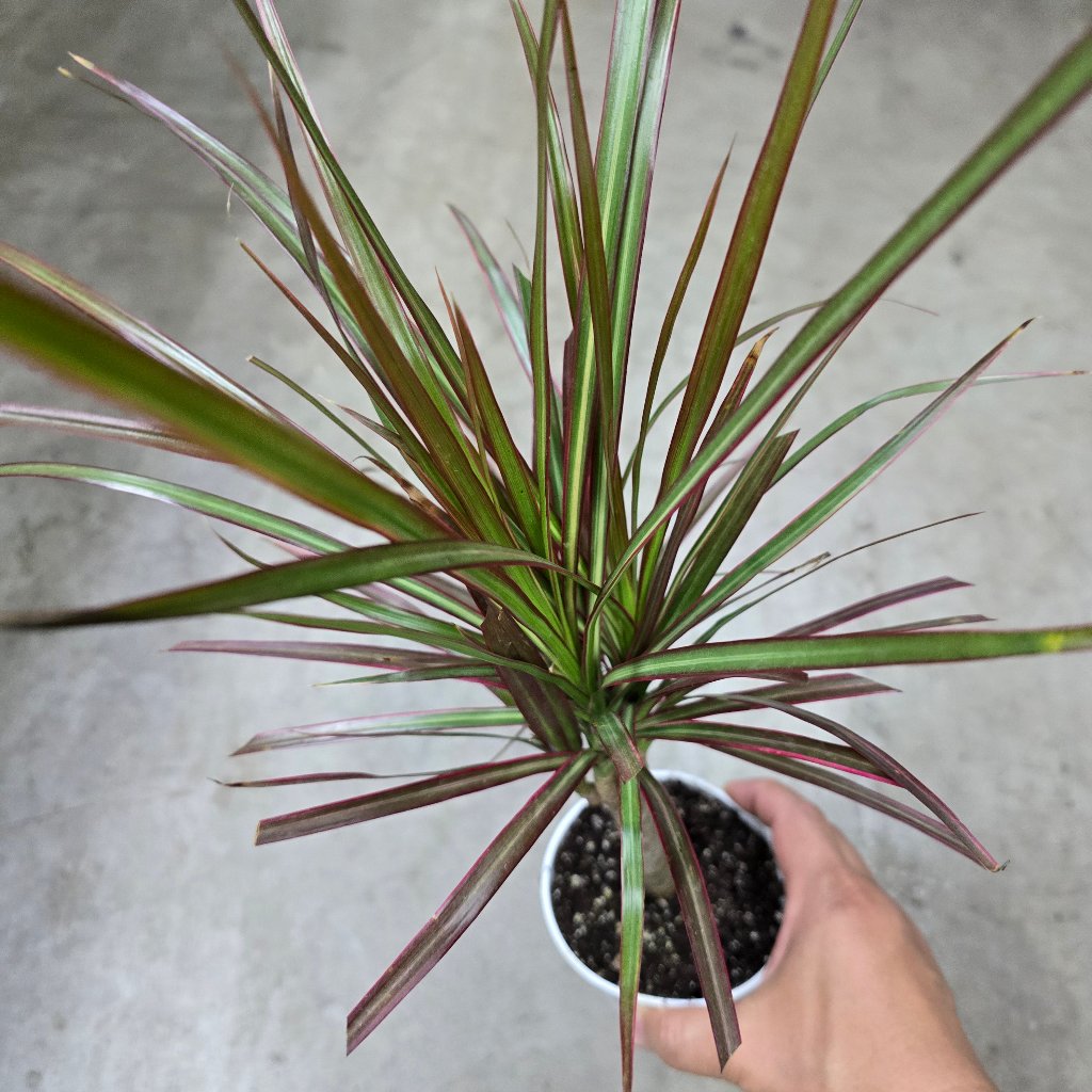 Dracaena marginata 'Red Princess' - Cane