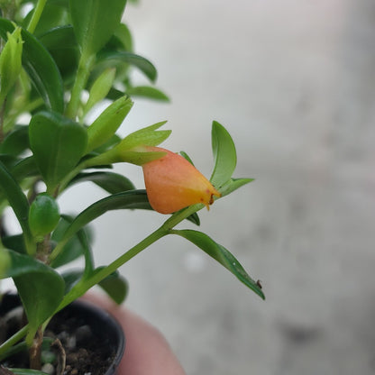 BEGINNER PLANTS - Nematanthus Gregarius - 4"