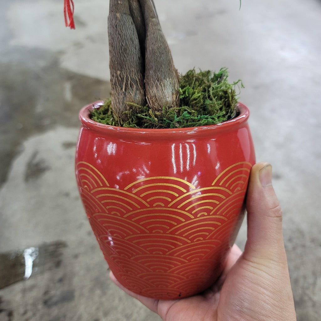 BEGINNER PLANTS - Pachira - New Year Pot