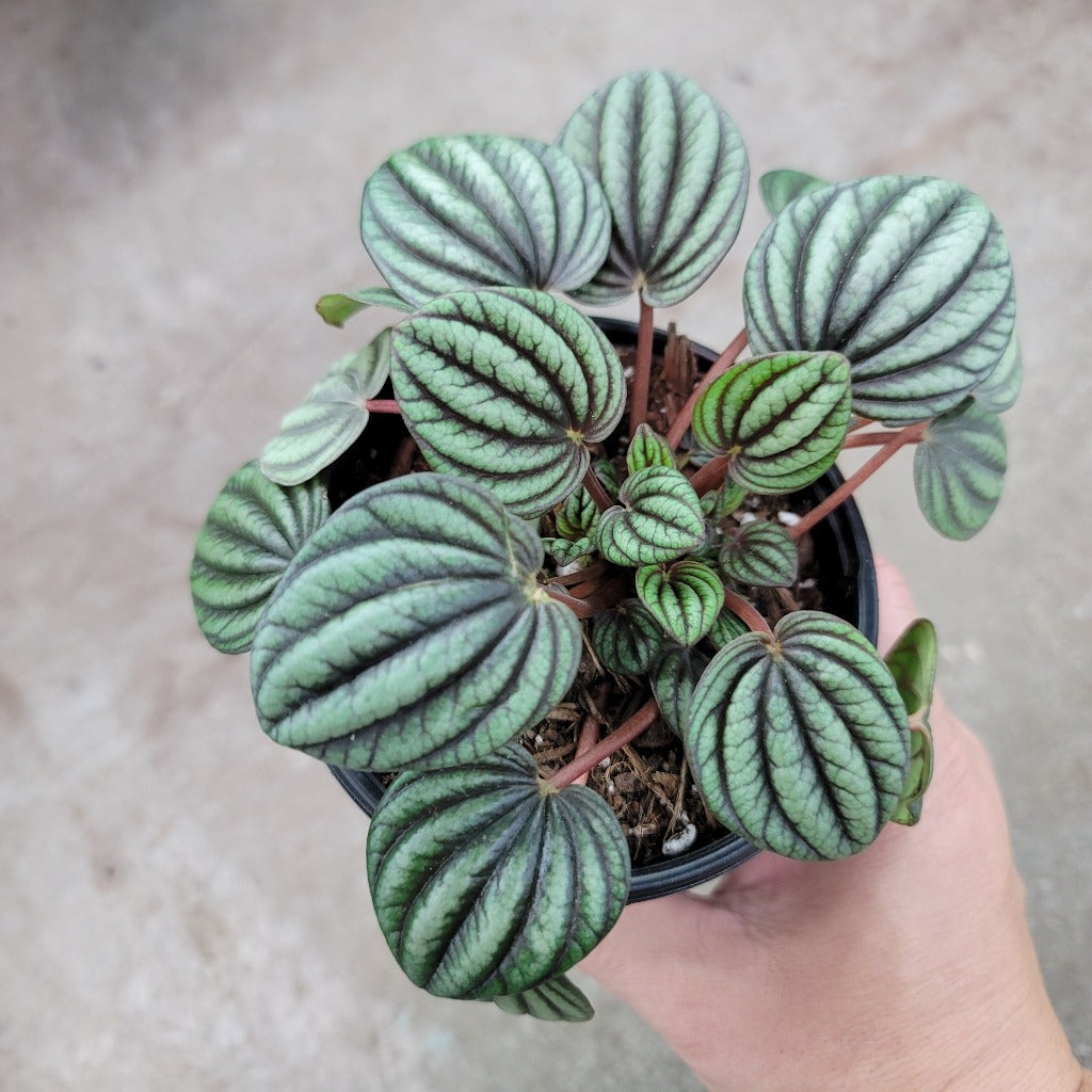 BEGINNER PLANTS - Peperomia Albovittata Peacock - 4"