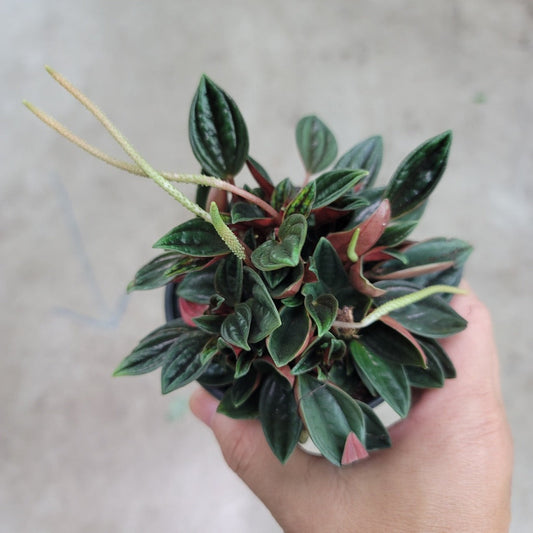 BEGINNER PLANTS - Peperomia Caperata 'Rosso' - 4"