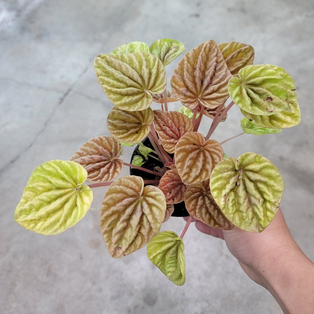 BEGINNER PLANTS - Peperomia Quito - 4"