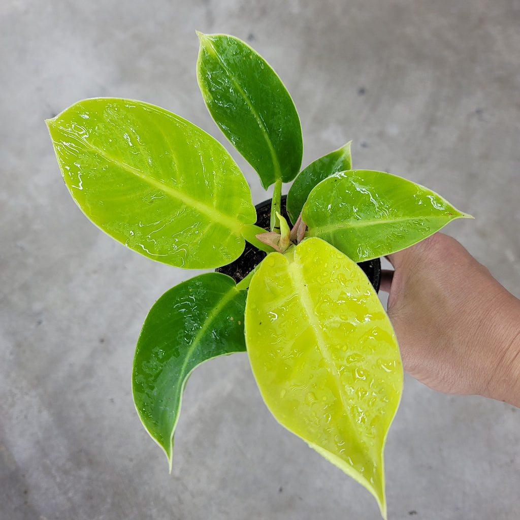 BEGINNER PLANTS - Philodendron Moonlight - 4"