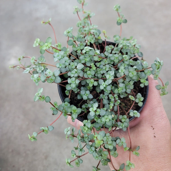 sparkle plant pots Pilea Silver Sparkle