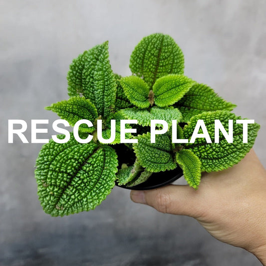 Pilea Moon Valley - 4" (rescue)