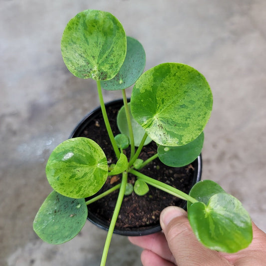 BEGINNER PLANTS - PILEA PEPEROMIOIDES MOJITO - 4"
