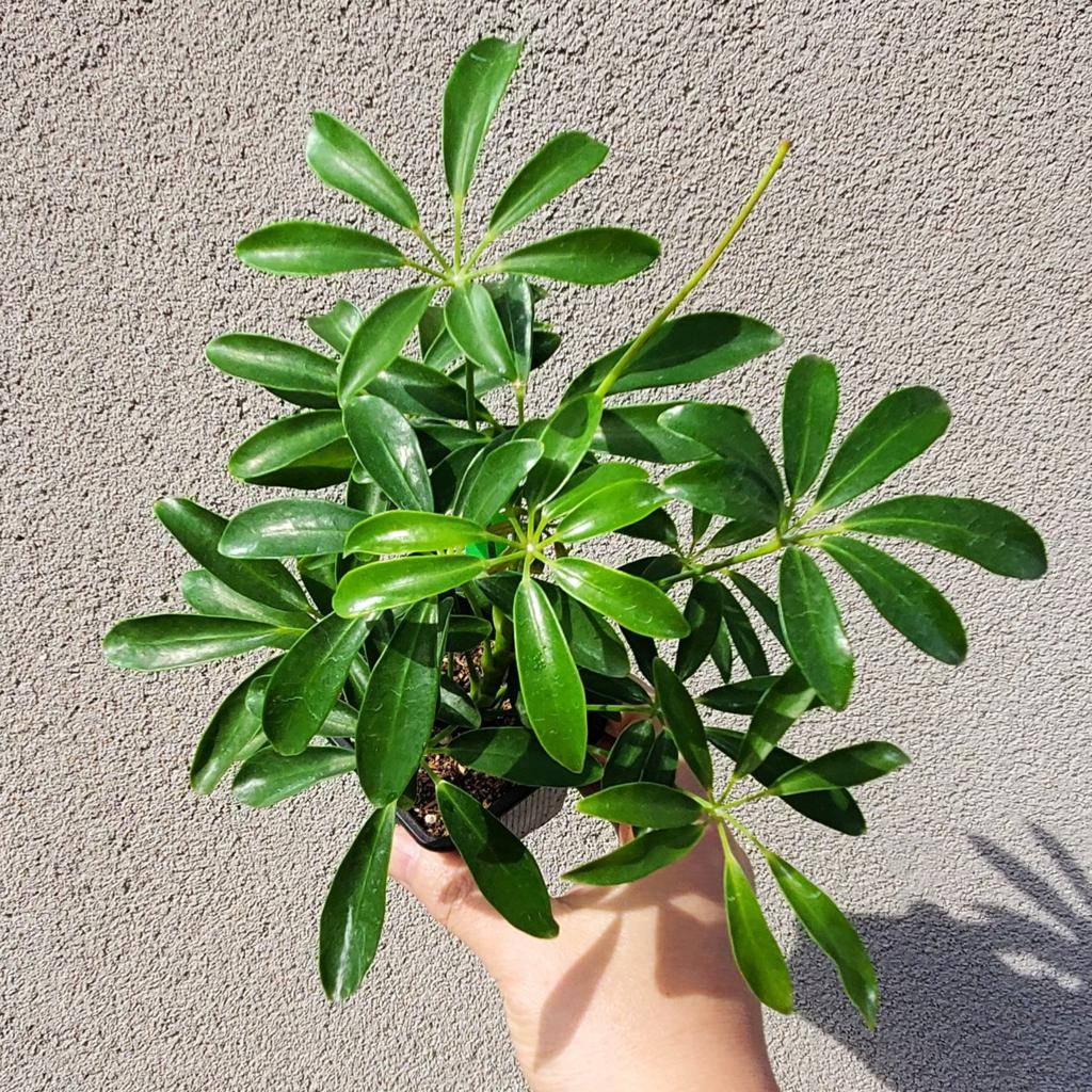 Schefflera arboricola - 4