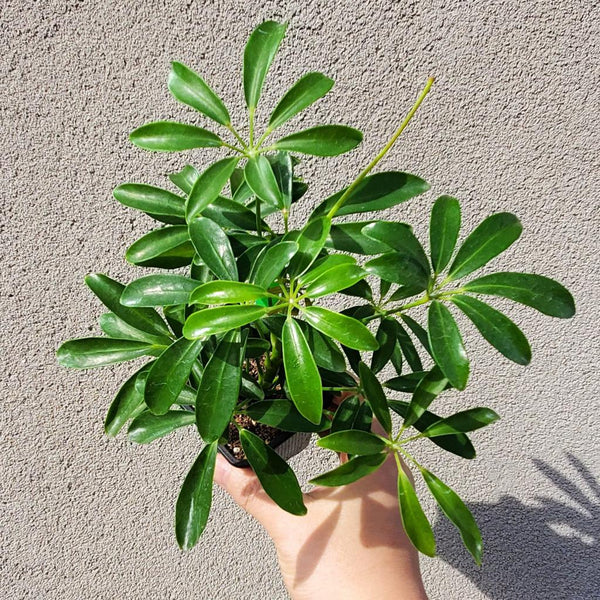 entretien schefflera arboricola The Snobby Leaf | Schefflera Arboricola 'Umbrella' in 4 inch Nursery Pot