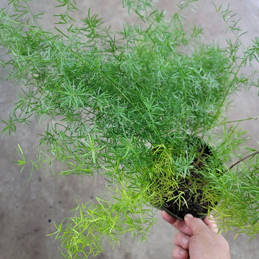 BEGINNER PLANTS - Sprenger's Asparagus Fern - 6"
