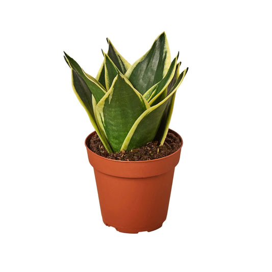 Sansevieria trifasciata 'black gold' - 5"