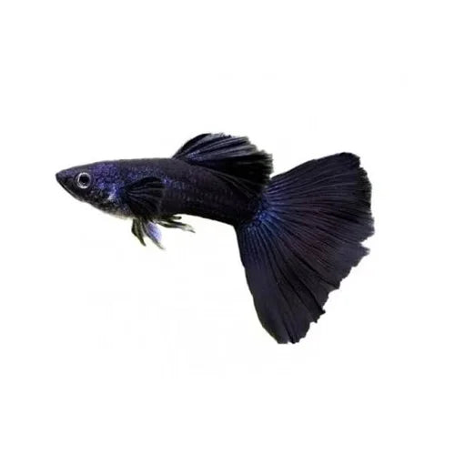 Black Moscow Guppy - Male